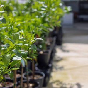 Apple Dwarf - Leprechaun