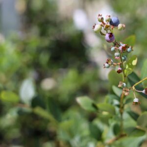 Nectarine Dwarf (Crimson Baby, Fantasia, Sundowner, NEM)