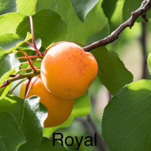 Apricot - Royal
