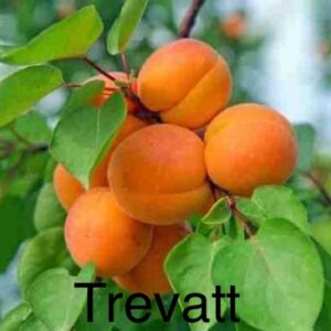 Apricot - Trevatt