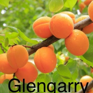 Apricot - Glengarry