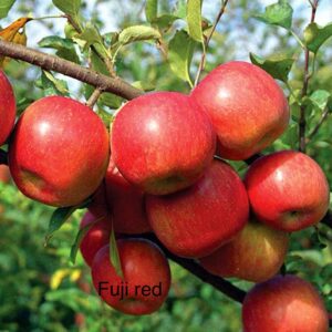 Apple - Naga Fuji (Red Fuji)