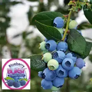 Blueberry - Burst