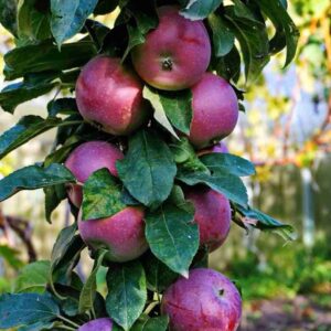 Apple Columnar - Cumulus