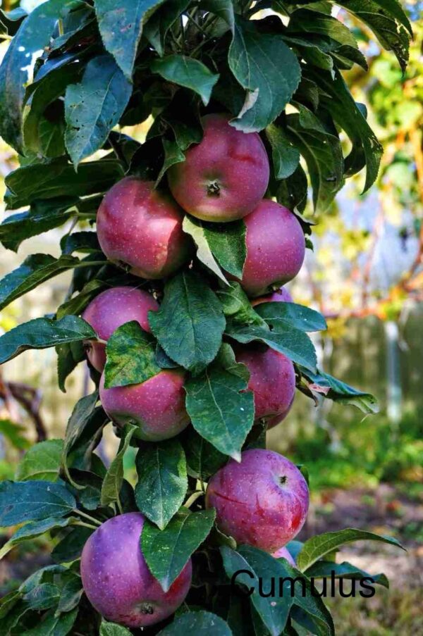 Apple Columnar – Cumulus – Baldivis Fruit Trees