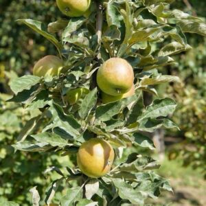 Apple Columnar - Harmony