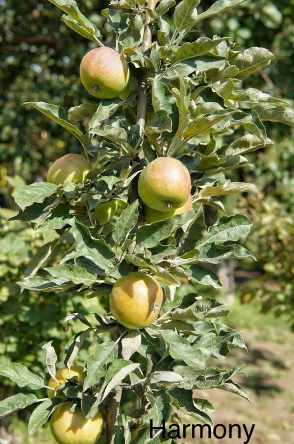 Apple Columnar – Harmony – Baldivis Fruit Trees