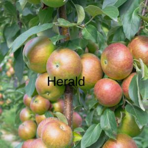 Apple Columnar - Herald