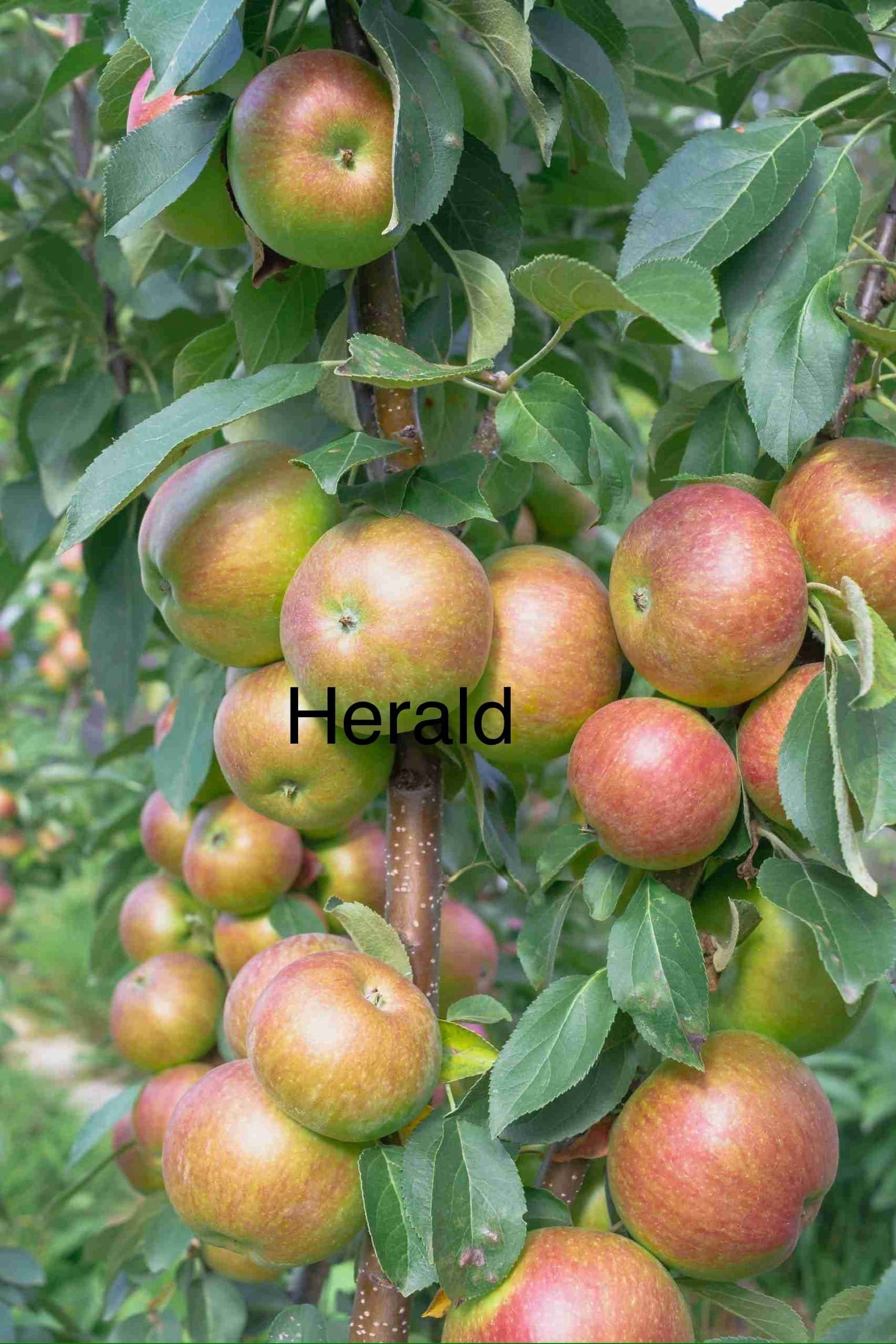 Apple Columnar - Herald