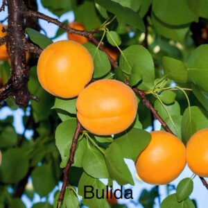 Apricot - Bulida