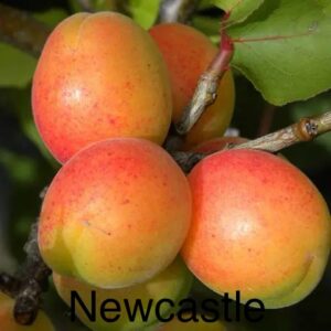 Apricot - Newcastle