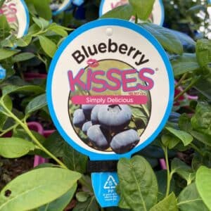 Blueberry - Kisses