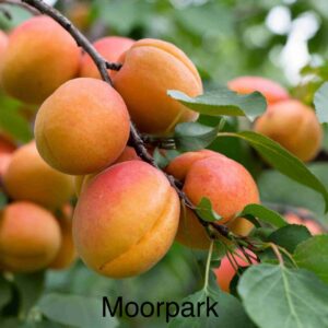 Apricot - Moorpark
