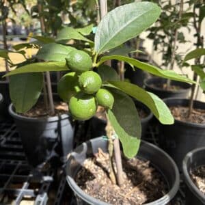 Lime Dwarf - Tahitian