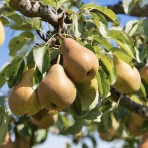 Pear Dwarf - Beurre Bosc