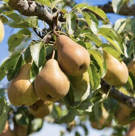 Pear Dwarf - Beurre Bosc