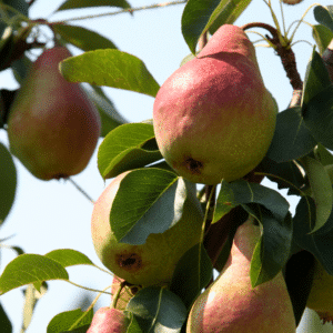 Pear Dwarf - Cool Crisp