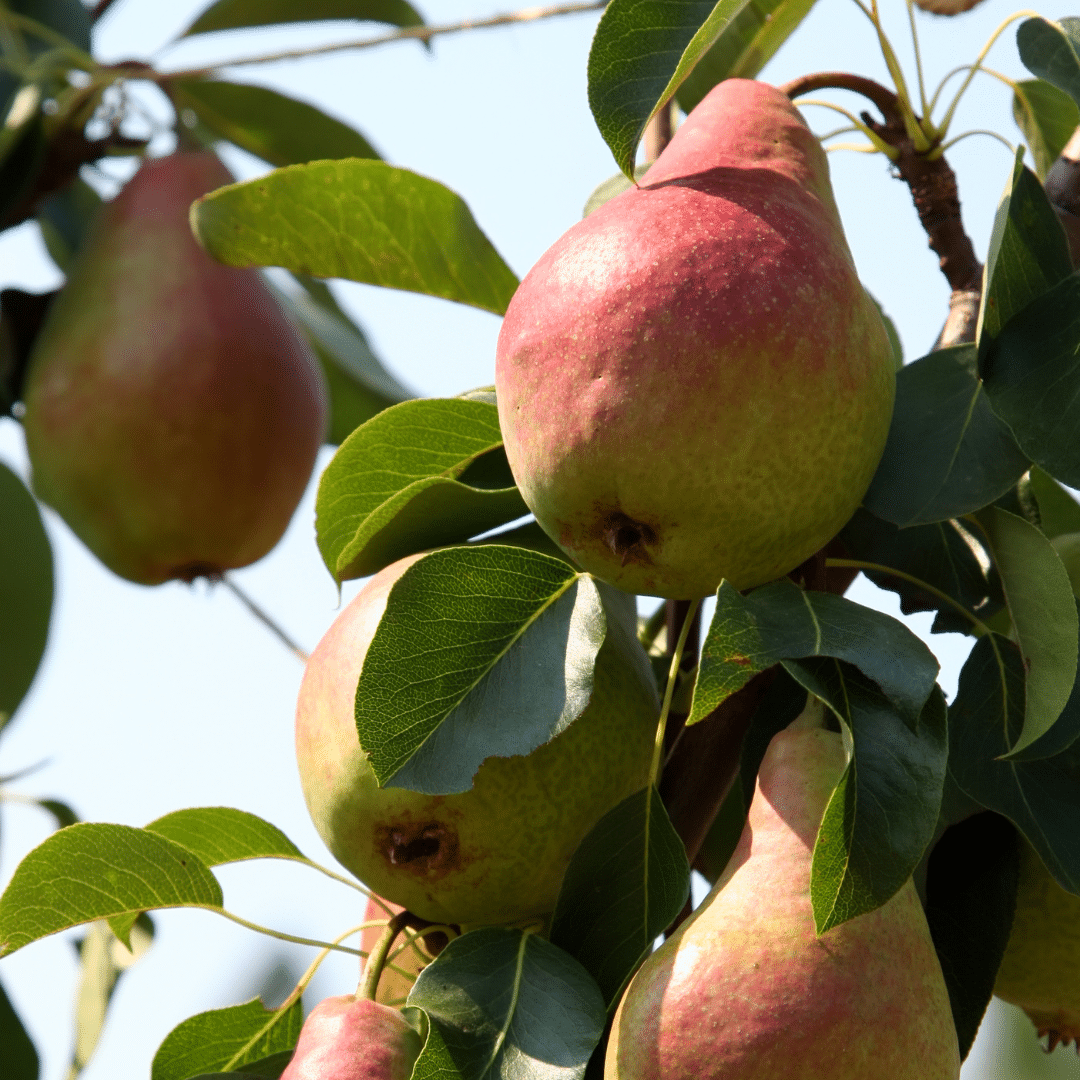 Pear Dwarf - Cool Crisp