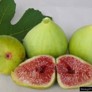 Fig - White Adriatic