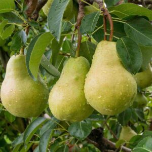 Pear Dwarf - Josephine