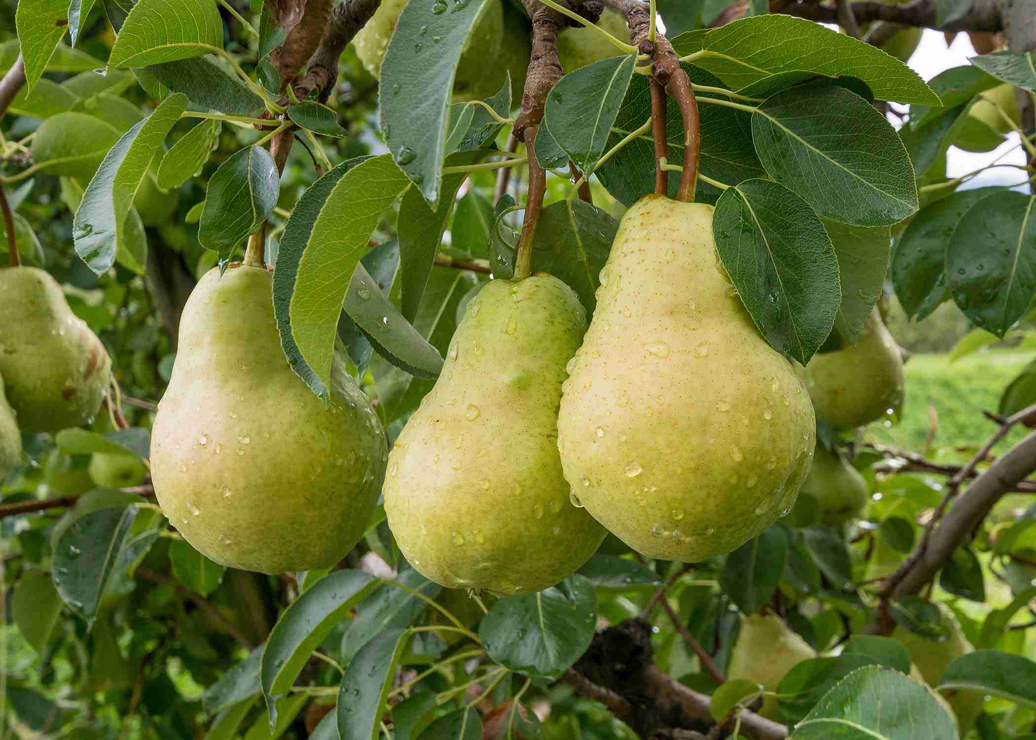 Pear Dwarf - Josephine