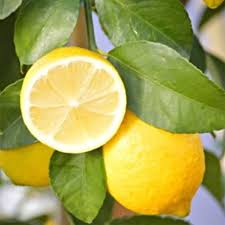 Lemon Dwarf - Heaven