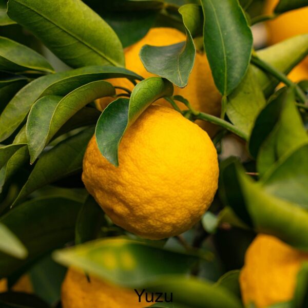 Lemon – Yuzu – Baldivis Fruit Trees