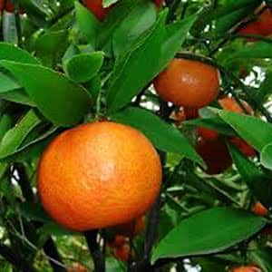 Mandarine - Maestro / Marisol