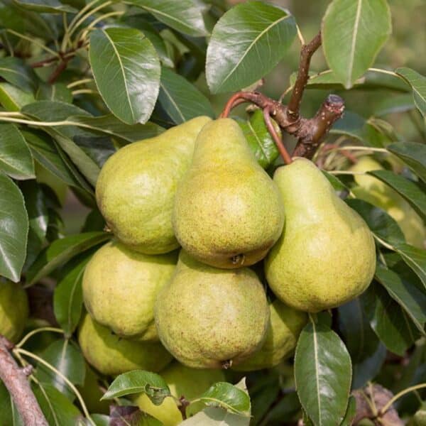 Buffum Pear Pear Dwarf – Packham’s Triumph – Baldivis Fruit Trees