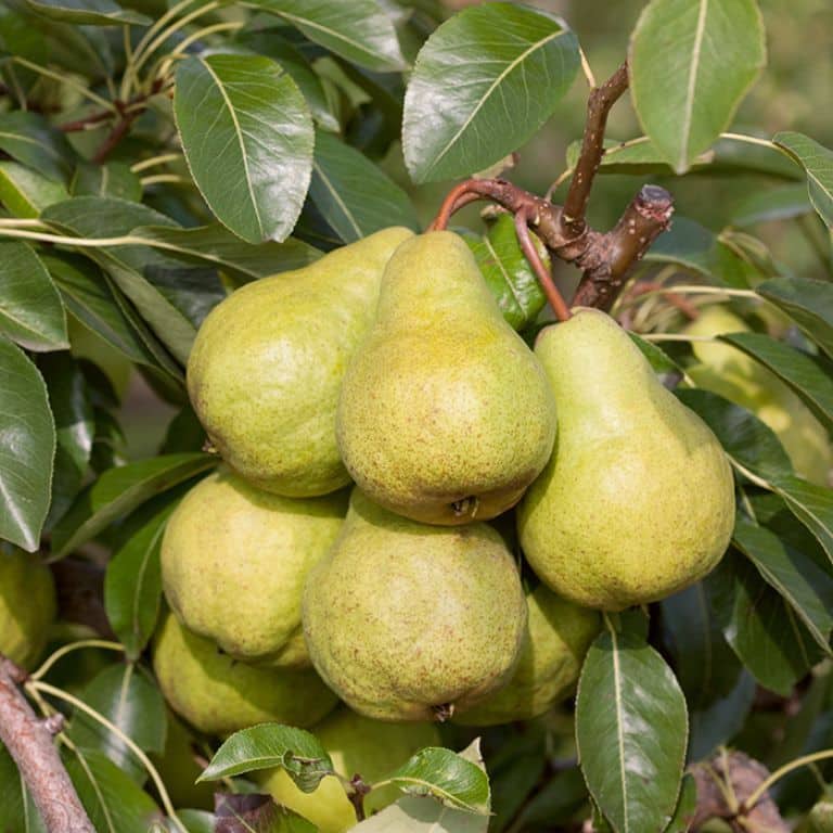 Pear Dwarf - Packham’s Triumph