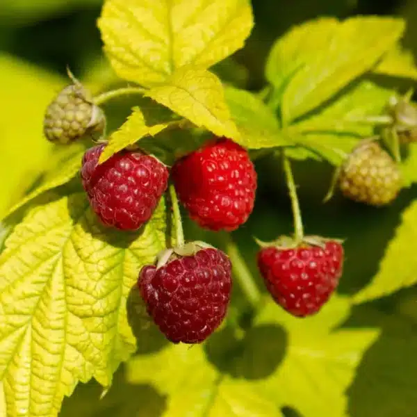 Glo Apple Raspberry Raspberry – Golden Glitz – Baldivis Fruit Trees