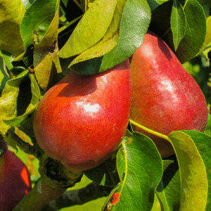 Pear Dwarf - Red Princess
