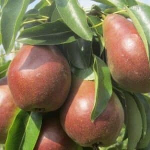 Pear Dwarf - Sensation