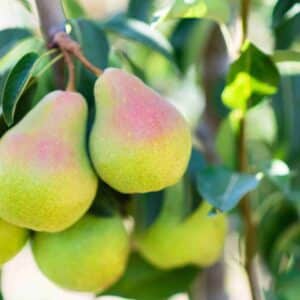 Pear Dwarf - Sungold