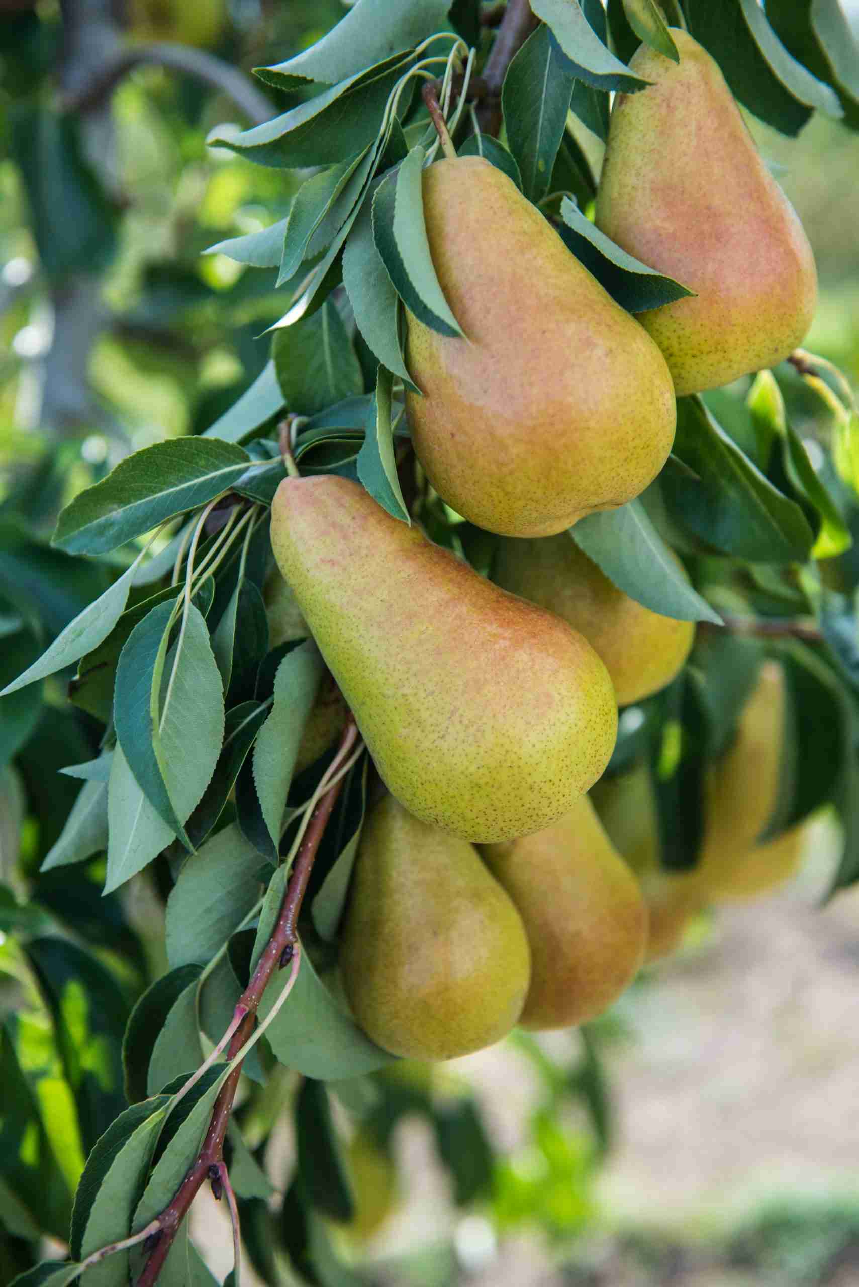 Pear Dwarf - Sweet Reward