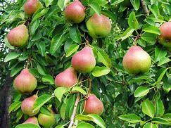 Pear Dwarf - Christmas Pear