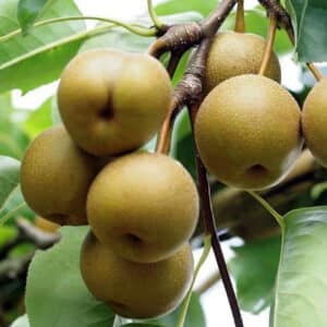 Nashi Pears Dwarf - Kosui